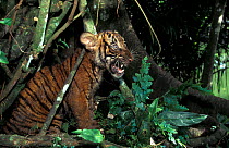 Indochinese tiger (Panthera tigris corbetti) cub snarling. Captive, occurs in Southeast Asia. Endangered species.