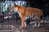 Indochinese tiger (Panthera tigris corbetti) in cage. Captive, occurs in Southeast Asia. Endangered species.
