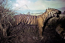 Stuffed Javan tiger (Panthera tigris sondaica) specimen, an extinct tiger subspecies. Bogor Museum, Java, Indonesia.
