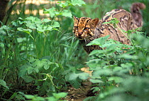 Marbled cat (Pardofelis marmorata) amongst vegetation. Captive, occurs in Asia. Vulnerable species.