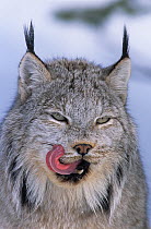 Canada lynx (Lynx canadensis) licking lips. Captive, occurs in North America.