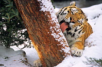 Siberian tiger (Panthera tigris altaica) licking snow off tree trunk. Granby Zoo, Montreal, Quebec, Canada. Captive, occurs in the Russian Far East. Endangered species.