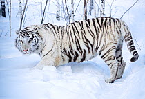 White Tiger (Panthera tigris) in the snow. Captive, occurs in Asia. Endangered species.