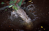 Fishing cat (Prionailurus viverrinus) diving into water. Captive, occurs in Asia. Endangered species.