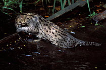 Fishing cat (Prionailurus viverrinus) leaving water. Captive, occurs in Asia. Endangered species.