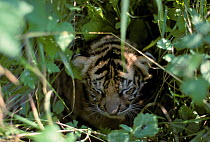 Bengal tiger (Panthera tigris tigris) cub aged 15 days. Captive, occurs in India, Bangladesh, Nepal and Bhutan. Endangered species.