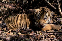 Bengal tiger (Panthera tigris tigris) cub aged 15 days. Captive, occurs in India, Bangladesh, Nepal and Bhutan. Endangered species.