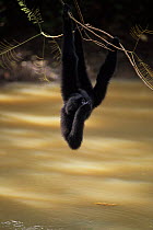 Siamang (Symphalangus syndactylus) hanging from branch over water to drink. Captive, occurs in Indonesia, Malaysia, Thailand. Endangered species.