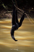 Siamang (Symphalangus syndactylus) hanging from branch over water to drink. Captive, occurs in Indonesia, Malaysia, Thailand. Endangered species.