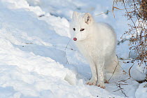 Arctic fox (Vulpes lagopus) in snow, Omega Park, Montebello, Quebec.