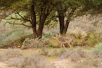 Golden jackal (Canis aureus), Bou Hedma National Park, Tunisia.
