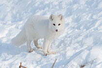 Arctic fox (Vulpes lagopus) in snow, Omega Park, Montebello, Quebec.