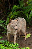 Crab-eating fox / Common zorro (Cerdocyon thous) Matecana City Zoo, Pereira, Colombia. Captive, occurs in South America.