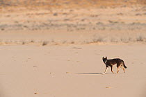 Dingo (Canis lupus dingo) Birdsville, Queensland.