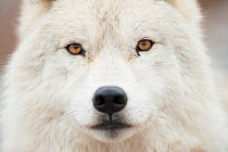 Arctic wolf (Canis lupus arctos) close up portrait, Omega Park, Montebello, Quebec.