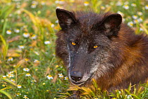 Timber wolf (Canis lupus occidentalis) portrait, Lobo Park, Antequera, Malaga, Andalusia, Spain. Captive, occurs in North America.