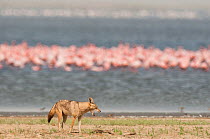 Golden jackal (Canis aureus) at edge of water with flamingos behind. Djoudj National Park, Senegal.