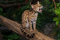 Margay (Leopardus wiedii) yawning. Santa Fe Zoological Park, Medellin, Antioquia, Colombia. Captive, occurs in Central and South America.