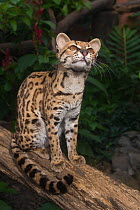 Margay (Leopardus wiedii) portrait. Santa Fe Zoological Park, Medellin, Antioquia, Colombia. Captive, occurs in Central and South America.