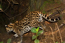 Ocelot (Leopardus pardalis) walking. Refuge Bio-Andina, La Calera, Cundinamarcam, Colombia. Captive, occurs in Central and South America.