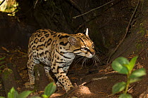 Ocelot (Leopardus pardalis) Refuge Bio-Andina, La Calera, Cundinamarcam, Colombia. Captive, occurs in Central and South America.