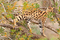 Serval (Leptailurus serval) in tree. Friguia Animal Park, Port El Kantaoui, Tunisia. Captive, occurs in Africa.