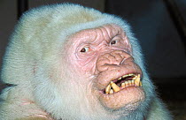 Albino male Gorilla (Gorilla gorilla) known as 'Snowflake', famous attraction at Barcelona zoo for decades, died in 2003. Captive, occurs in Angola, Cameroon, Central African Republic, Congo, Equatori...