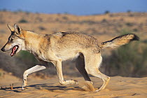 Arabian wolf (Canis lupus arabs) running. Captive, occurs in Israel, Iraq, Oman, Yemen, Jordan and Saudi Arabia.
