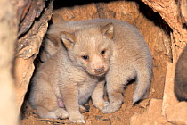 Dingo (Canis lupus dingo) pups, Dingo Farm, Castlemaine, Victoria, Australia. Captive, occurs in Australia and Asia. Vulnerable species.