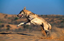 Arabian wolf (Canis lupus arabs) leaping. Captive, occurs in Israel, Iraq, Oman, Yemen, Jordan and Saudi Arabia.