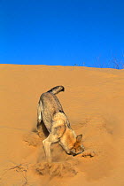 Arabian wolf (Canis lupus arabs) hunting in the sand. Captive, occurs in Israel, Iraq, Oman, Yemen, Jordan and Saudi Arabia.