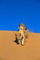 Arabian wolf (Canis lupus arabs) running over sand. Captive, occurs in Israel, Iraq, Oman, Yemen, Jordan and Saudi Arabia.