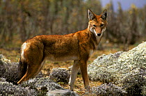 Ethiopian wolf (Canis simensis), Ethiopia. Endemic to the Ethiopian highlands, Endangered species.
