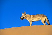 Arabian wolf (Canis lupus arabs) in desert setting. Captive, occurs in Israel, Iraq, Oman, Yemen, Jordan and Saudi Arabia.
