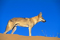 Arabian wolf (Canis lupus arabs) in desert setting. Captive, occurs in Israel, Iraq, Oman, Yemen, Jordan and Saudi Arabia.