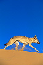 Arabian wolf (Canis lupus arabs) running over sand. Captive, occurs in Israel, Iraq, Oman, Yemen, Jordan and Saudi Arabia.