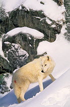 Arctic wolf (Canis lupus arctos) in snow, captive.