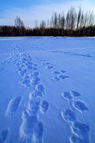 Gray wolf (Canis lupus) tracks with evidence of mating, Ryazan, Oka Reserve, Russia.