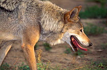 Gray wolf (Canis lupus) with mouth open. Captive, occurs throughout the northern hemisphere.