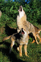Coyote (Canis latrans) female and juvenile howling. Captive, occurs in North and Central America.
