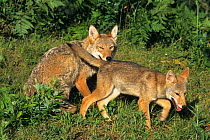 Coyote (Canis latrans) with juvenile. Captive, occurs in North and Central America.