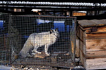 Arctic fox (Vulpes lagopus) in cage at fur farm, Russia. Captive, occurs throughout the Arctic.