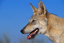 Arabian wolf (Canis lupus arabs) portrait. Captive, occurs in Israel, Iraq, Oman, Yemen, Jordan and Saudi Arabia.