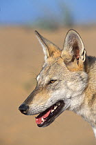 Arabian wolf (Canis lupus arabs) portrait. Captive, occurs in Israel, Iraq, Oman, Yemen, Jordan and Saudi Arabia.