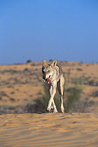Arabian wolf (Canis lupus arabs) running. Captive, occurs in Israel, Iraq, Oman, Yemen, Jordan and Saudi Arabia.