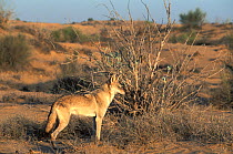 Arabian wolf (Canis lupus arabs) captive, occurs in Israel, Iraq, Oman, Yemen, Jordan and Saudi Arabia.