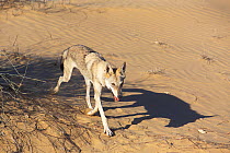 Arabian wolf (Canis lupus arabs) trotting. Captive, occurs in Israel, Iraq, Oman, Yemen, Jordan and Saudi Arabia.
