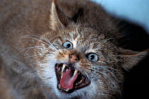 Chinese desert cat (Felis bieti) hissing. Captive, endemic to China, Vulnerable sepcies.
