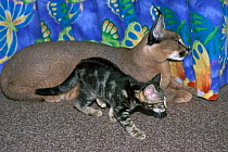 Tame Caracal (Caracal caracal) with domestic kitten in house. Captive, occurs in Africa, Central Asia, and south-west Asia.