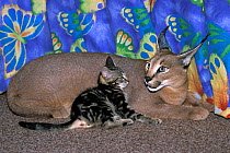 Tame Caracal (Caracal caracal) with domestic kitten in house. Captive, occurs in Africa, Central Asia, and south-west Asia.